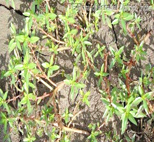 Bergia capensis